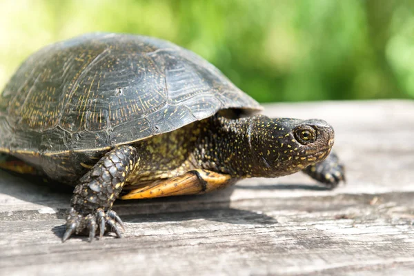 Tortue Sur Bureau Bois Avec Herbe Sur Fond — Photo