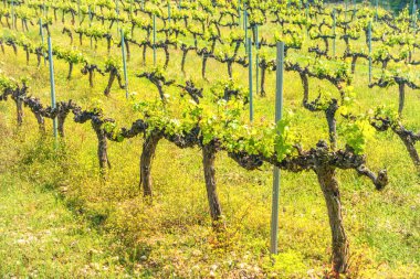 Rows of grapes in a vineyard clipart