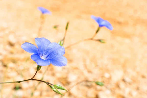 Niebieski kwiat na piasku — Zdjęcie stockowe