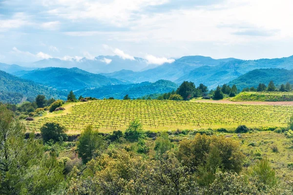 Weinberg mit Bergen im Hintergrund — Stockfoto