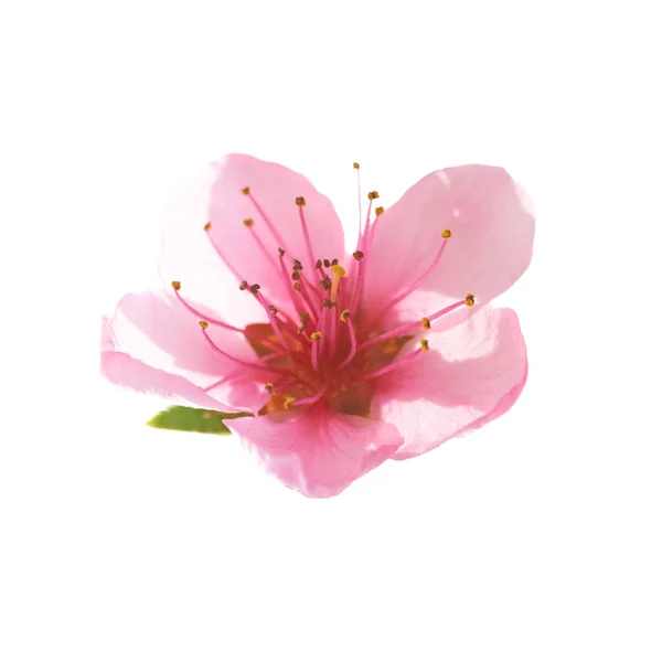 Pink flower on white — Stock Photo, Image