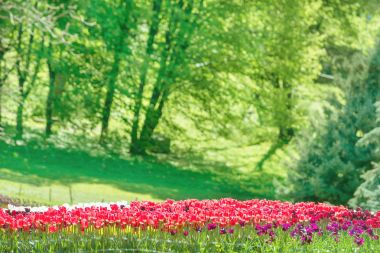 Flowerbed ile lots-in Lale güneş ışığı yeşil park