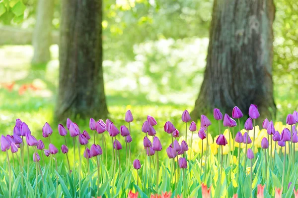 花坛在阳光下的绿色公园里的丁香郁金香 — 图库照片