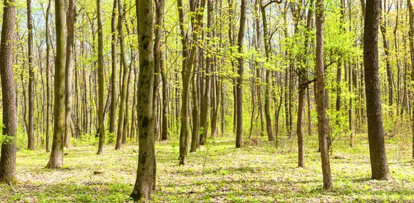 Panorama Green Spring Forest Young New Green Leaves Trees — Stock Photo, Image