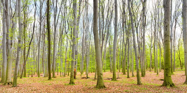 Panorama Forêt Printanière Verte Avec Nouvelles Feuilles Vertes Sur Les — Photo