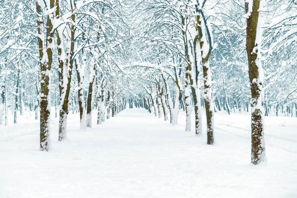 Снежный Парк Белыми Деревьями Центральной Аллее — стоковое фото