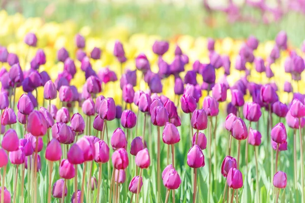 Parterre Fleurs Avec Tulipes Lilas Parc Vert Soleil — Photo