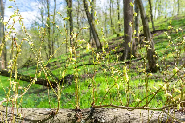 Nouvelles Branches Printemps Vertes Arbre Dans Forêt — Photo