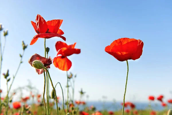 蓝天上美丽的红色罂粟花 — 图库照片