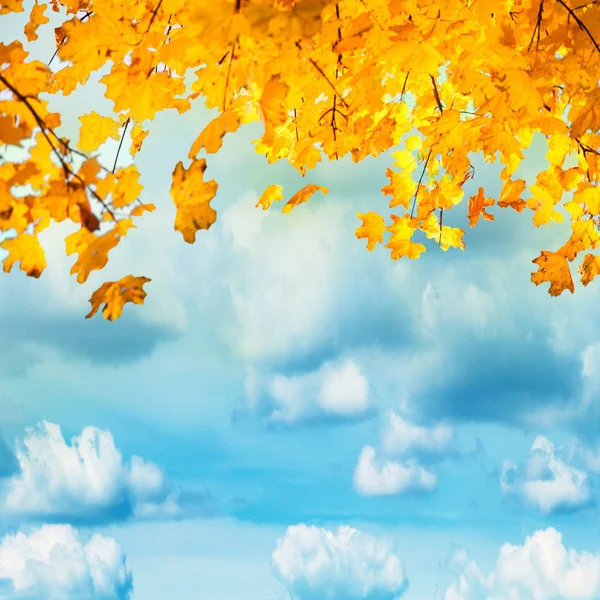 黄色和橙色的叶子在蓝天白云上 秋季背景 — 图库照片