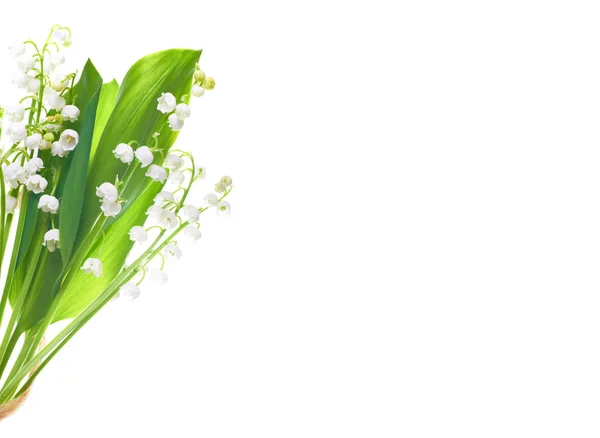 Convallaria Blüten Die Als Maiglöckchen Bekannt Sind Isoliert Auf Weiß — Stockfoto