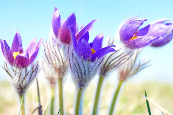 Fleurs Violettes Pulsatilla Patens Sur Champ Ensoleillé Vert Macro — Photo