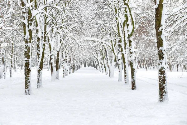 Verschneiter Park Mit Weißen Bäumen Der Zentralen Allee — Stockfoto