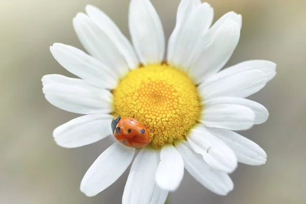 White Daisy Ladybug Petal Macro — Stock Photo, Image