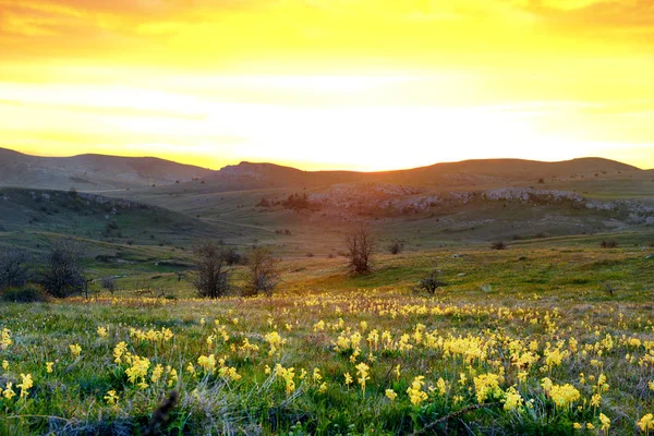 Champ Fleurs Jaunes Avec Montagnes Ciel Couchant — Photo