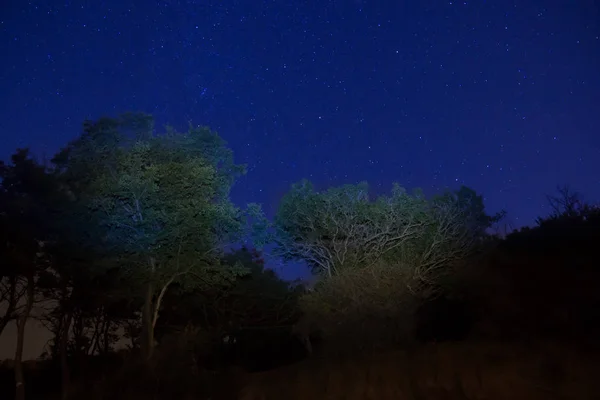 Grandes Árboles Verdes Bosque Bajo Cielo Azul Profundo Con Estrellas — Foto de Stock