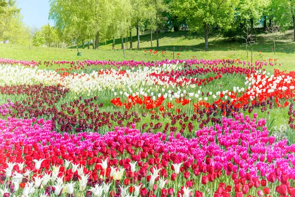 Flowerbed Met Iots Van Mooie Tulpen Groen Park Zonlicht — Stockfoto