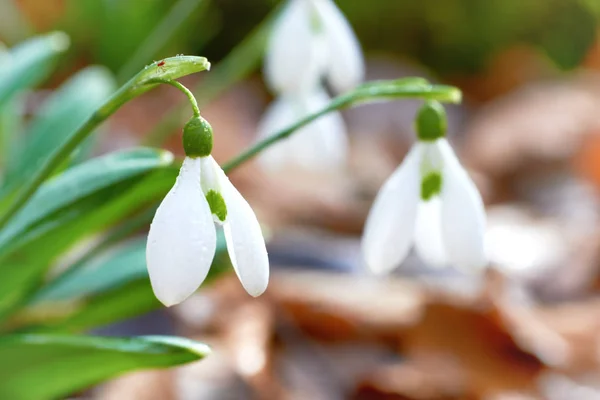 Las Gotas Nieve Primeras Flores Primavera Bosque Cerca — Foto de Stock