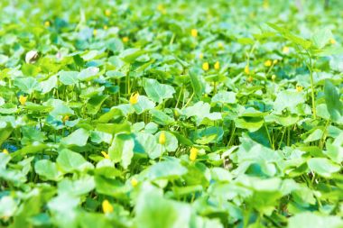 Yeşil yaprak dokusu, doğa arkaplanı