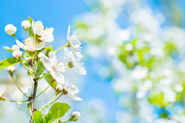 盛开的樱桃树上有白花的树枝 绿色的春天叶子和蓝天的柔和背景 — 图库照片