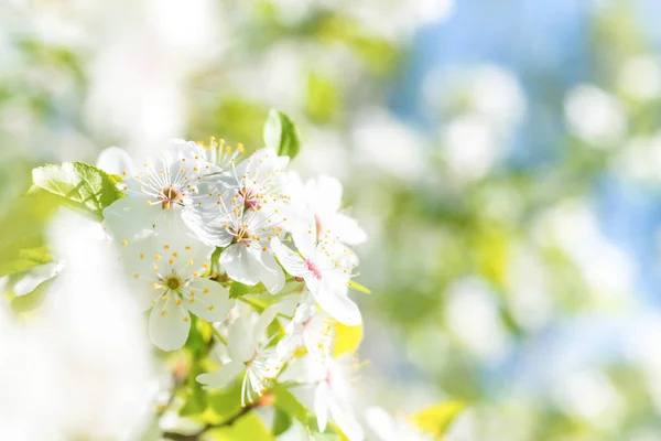 樱花树上的白花 绿色的春天的叶子和蓝天的柔和背景 — 图库照片