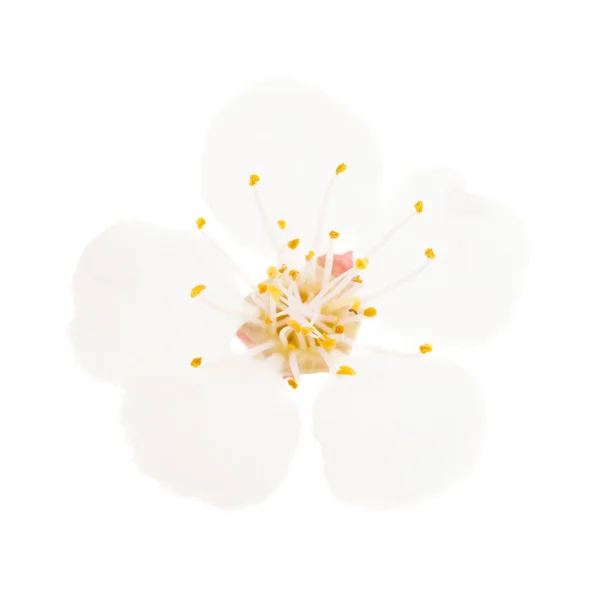 White Flower Cherry Tree Isolated White Background Macro Studio Shot — Stock Photo, Image