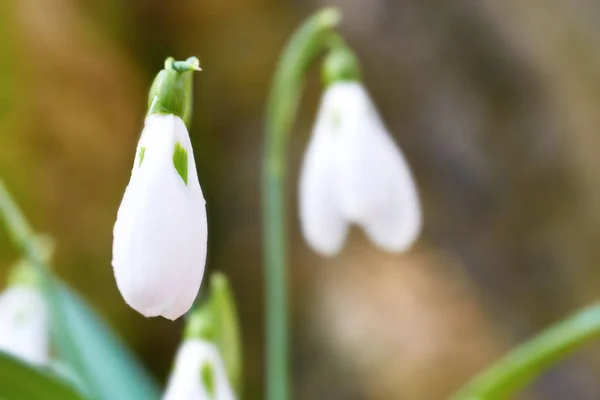 První Jarní Květy Sněženky Lese Zblízka — Stock fotografie