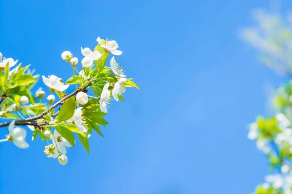 Ramo Con Fiori Bianchi Albero Ciliegio Fiorito Sfondo Morbido Foglie — Foto Stock