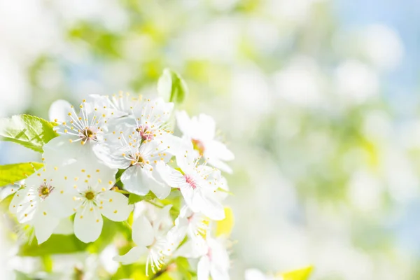 Bílé Květy Květ Třešňový Strom Měkkým Pozadí Zelené Jarní Listí — Stock fotografie