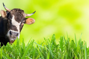 Cow grazing on farm field with green grass and soft background clipart