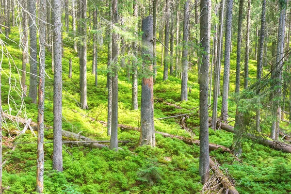 Yeşil Bahar Orman Çam Ağaçları Ile Sabah — Stok fotoğraf