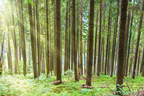 Πρωί Στο Πράσινο Ανοιξιάτικα Δάσος Πεύκα — Φωτογραφία Αρχείου