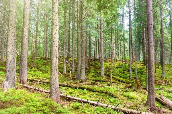 Rano Lesie Zielony Wiosna Sosny — Zdjęcie stockowe
