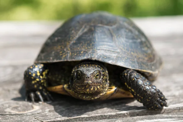 Big Turtle Old Wooden Desk Sunny Grass Background — Stock Photo, Image