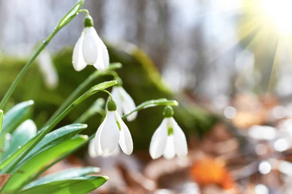 Snowdrops Πρώτη Ανοιξιάτικα Λουλούδια Και Ήλιος Φως Ακτίνες Στο Δάσος — Φωτογραφία Αρχείου