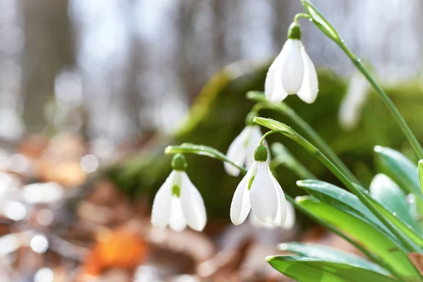 Sneeuwklokjes Eerste Lentebloemen Het Bos — Stockfoto