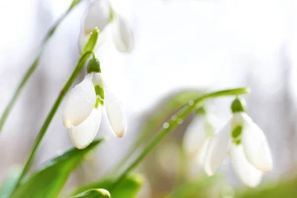 První Jarní Květy Sněženky Lese — Stock fotografie