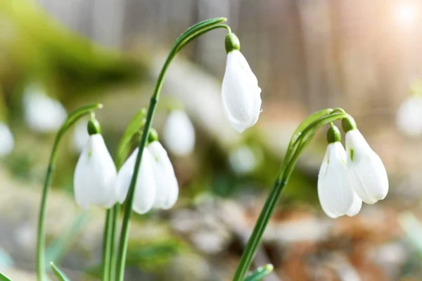 Sněženky První Jarní Květiny Slunce Paprsky Lese — Stock fotografie