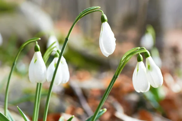 První Jarní Květy Sněženky Lese — Stock fotografie