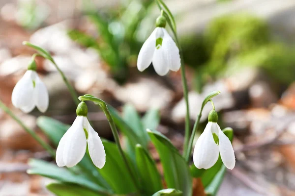 Snowdrops Πρώτη Ανοιξιάτικα Λουλούδια Στο Δάσος — Φωτογραφία Αρχείου