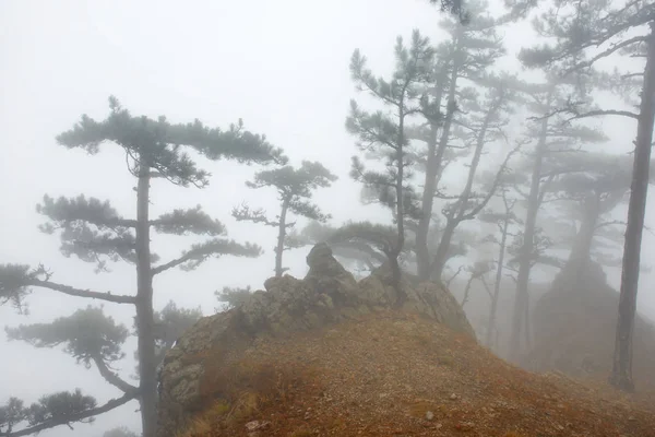Mysteriöser Nebliger Wald Mit Großen Dunklen Kiefern — Stockfoto