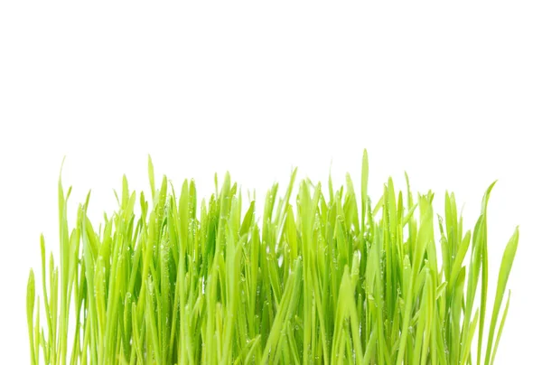 Hierba Húmeda Verde Con Gotas Agua Aisladas Sobre Fondo Blanco — Foto de Stock