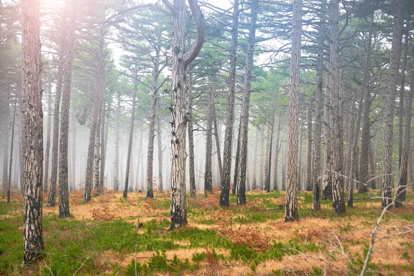 Mystère Forêt Brumeuse Avec Soleil Pins Verts — Photo