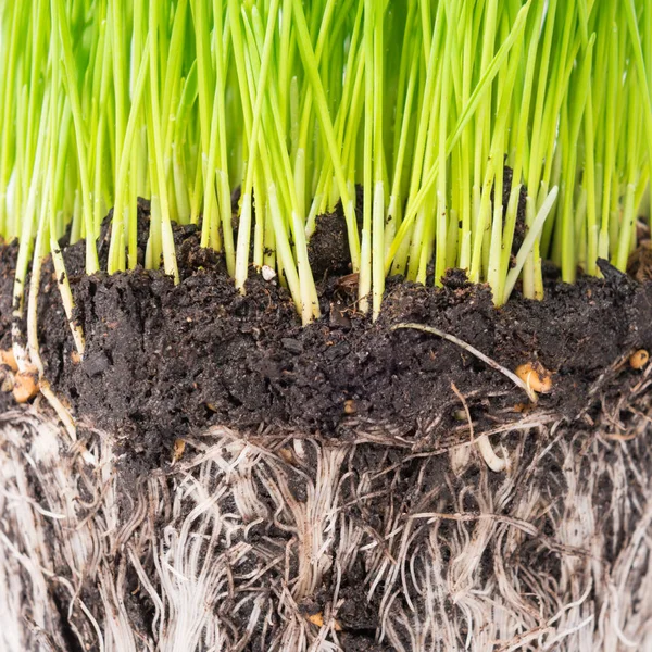 Green Grass Soil Pot Plant Roots Isolated White Background Macro — Stock Photo, Image