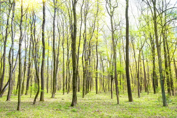 Forêt Printanière Verte Avec Soleil Jeunes Nouvelles Feuilles Vertes Sur — Photo