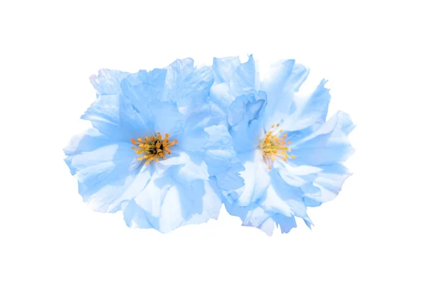 Dos Flores Azules Aisladas Sobre Fondo Blanco — Foto de Stock