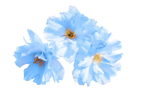 Blue Flowers Isolated White Background — Stock Photo, Image