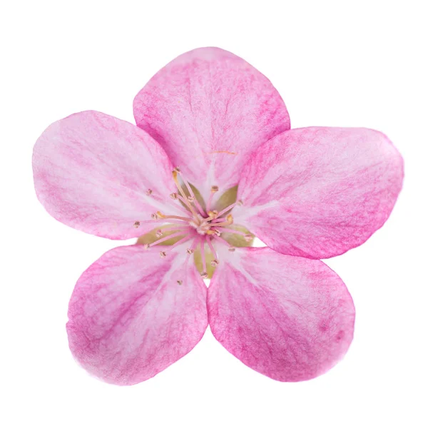 粉红色的花从孤立的白色背景上的樱花树 宏关闭了工作室拍摄 — 图库照片