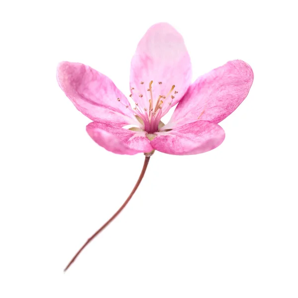 Pink Flower Sakura Tree Isolated White Background Macro Close Studio — Stock Photo, Image