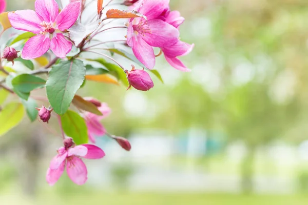 Blossom Pink Sakura Flowers Spring Tree Branch Park — Stock Photo, Image